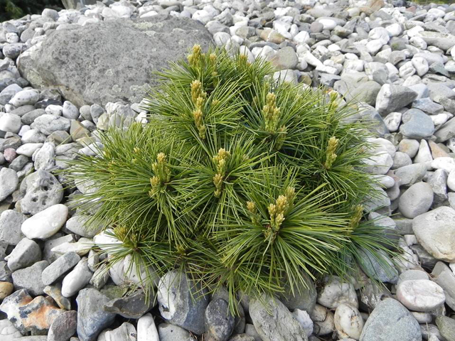 Pinus schwerinii (x) 'Filip’s Shooting Star' (# 3) Pinus schwerinii (x) 'Filip’s Shooting Star' (# 3)